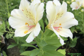 Alstroemeria Beach Valley 30/40