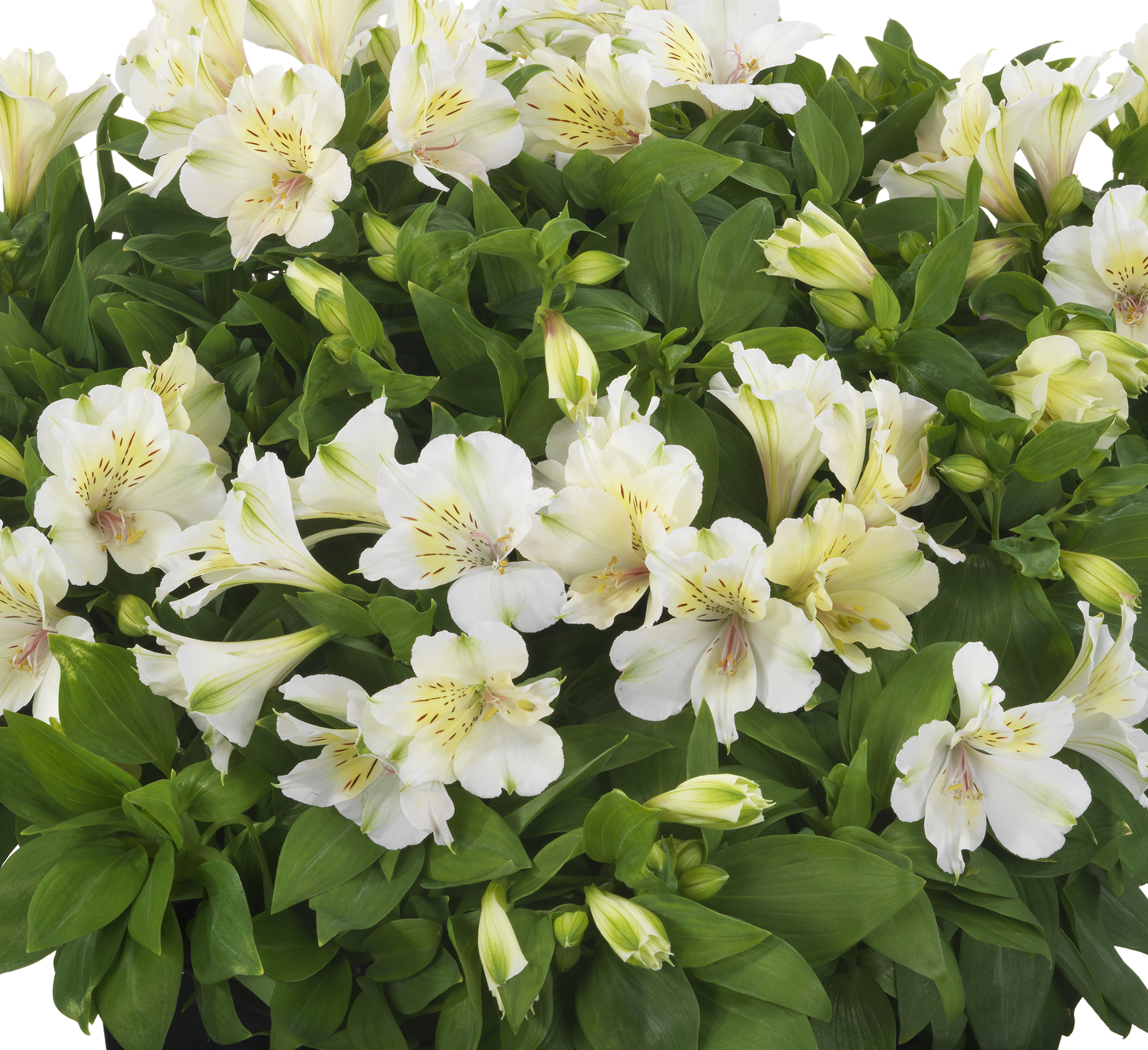Alstroemeria Beach Valley 30/40 - Afbeelding 2