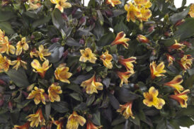 Alstroemeria Brise d’été 50/60