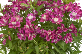 Alstroemeria Chic d’été 50/60