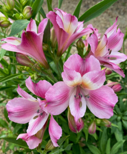 Alstroemeria Emilie 30/40