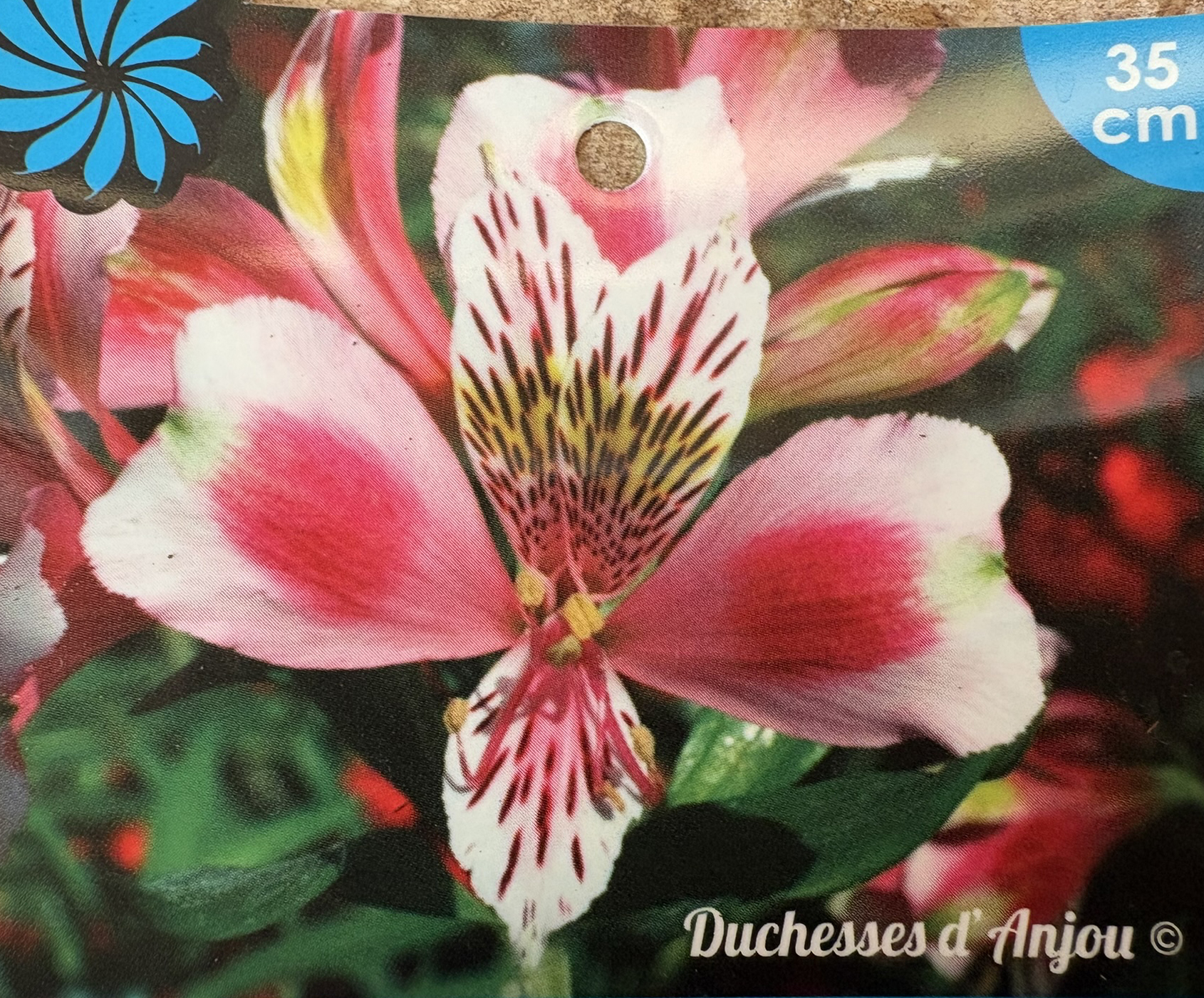 Alstroemeria Chouchou 30/40