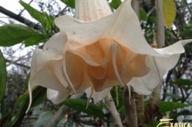 Brugmansia Südwind