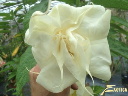 Brugmansia Angels Baby