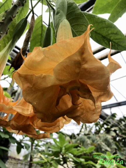 Brugmansia Dolas Gold Trompete – Bild 3