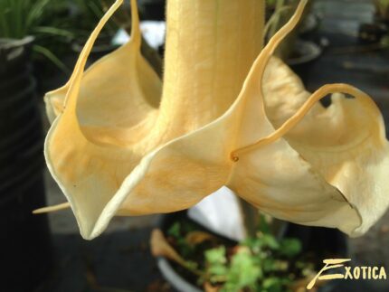 Brugmansia Angels Summertime - Image 4