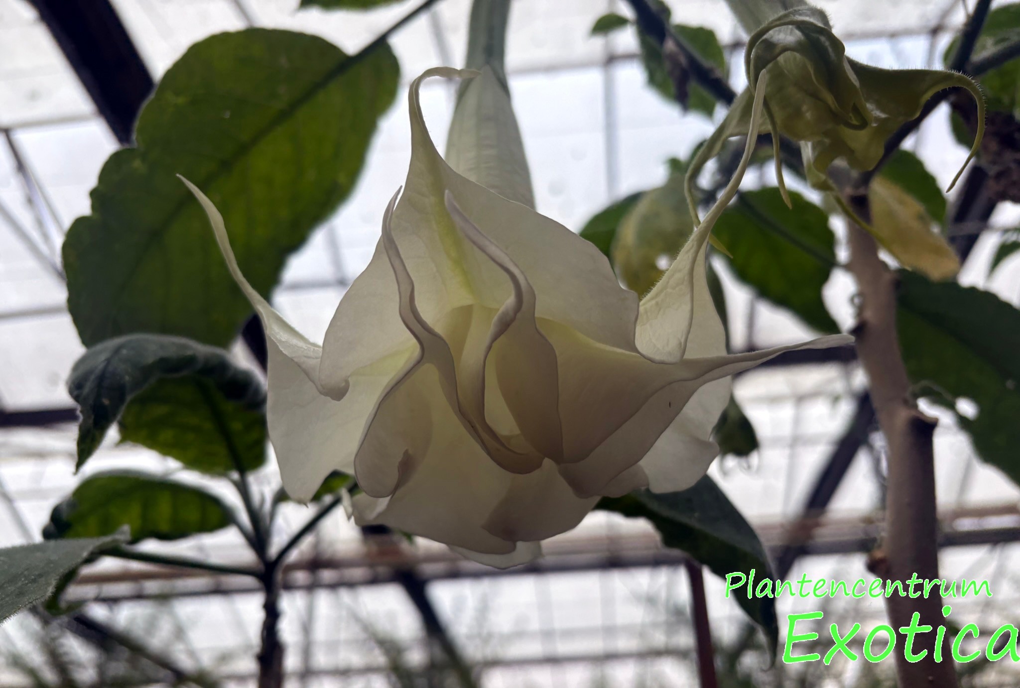Brugmansia Knightii