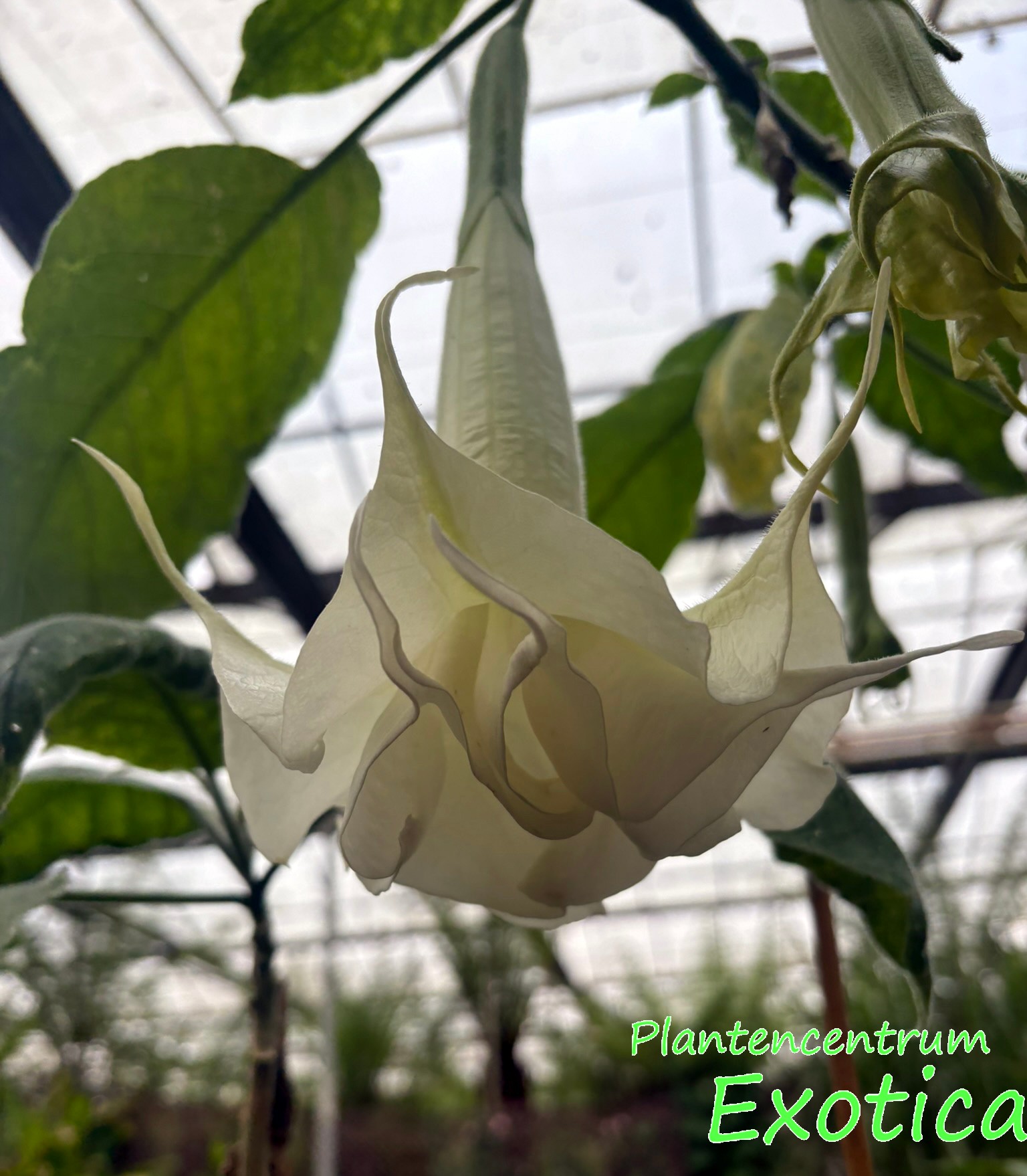 Brugmansia Knightii - Afbeelding 2