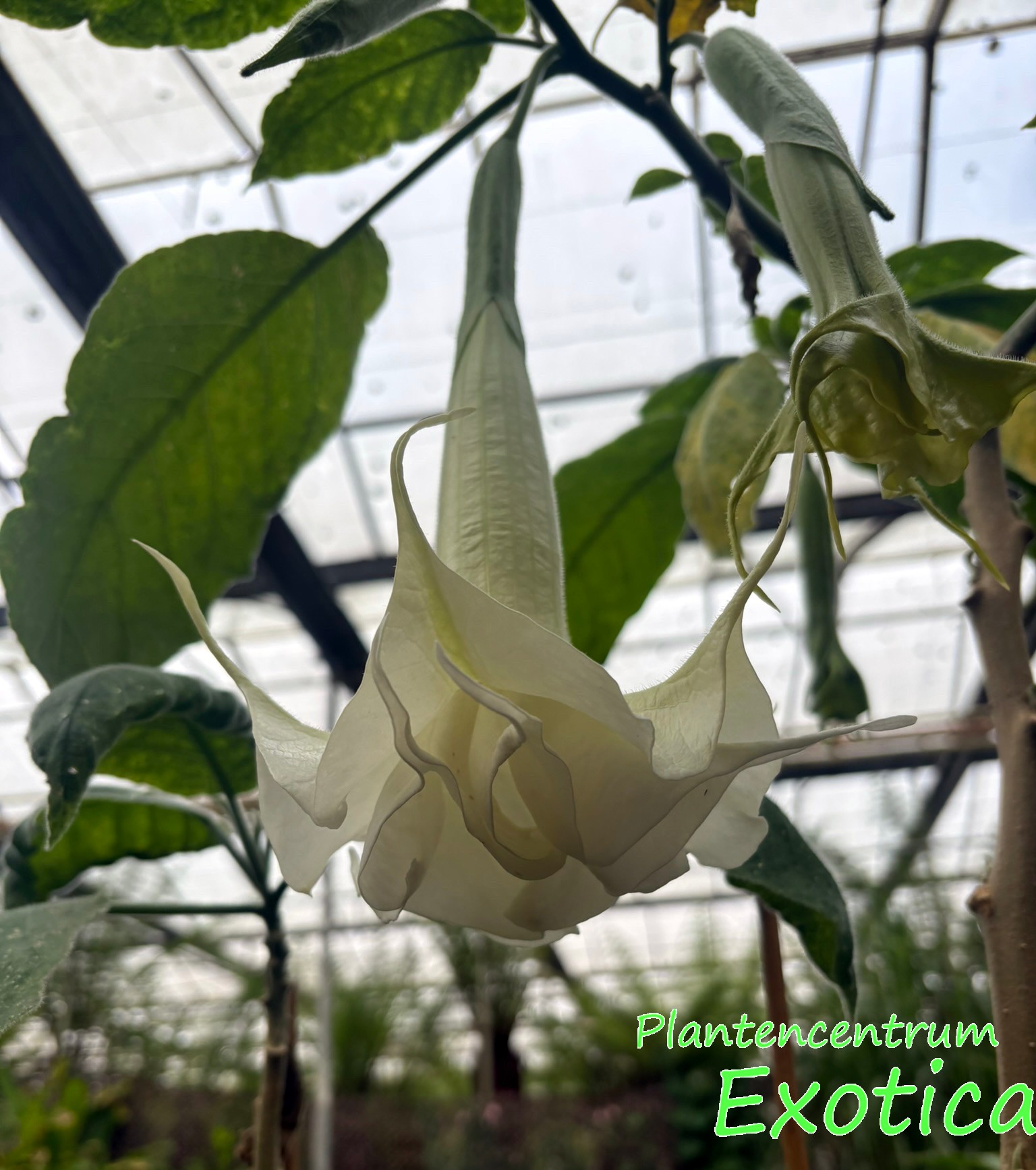 Brugmansia Knightii - Afbeelding 3