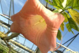 Brugmansia Cerise baby