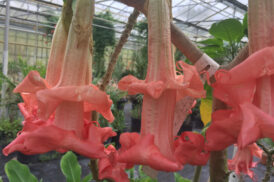 Brugmansia Exotica Double Red