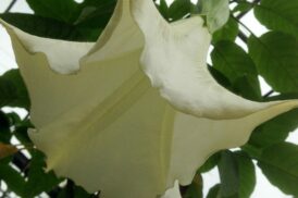Brugmansia Exotica Giant White