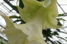 Brugmansia Flowerdream