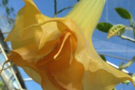 Brugmansia Anja