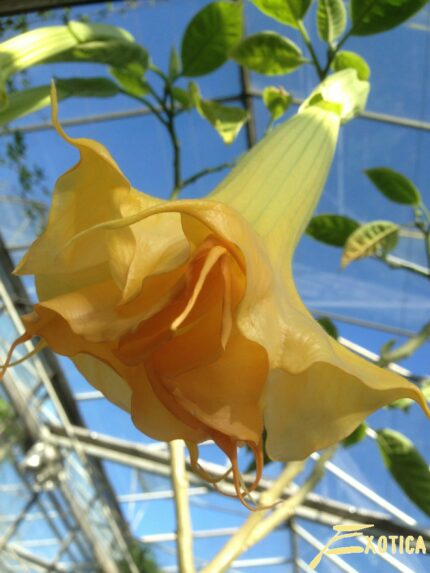 Brugmansia Anja