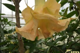 Brugmansia Goldflame