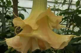 Brugmansia Goldflame