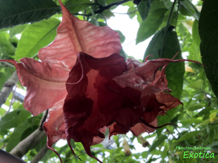 Brugmansia Thea’s Liebling – Image 3