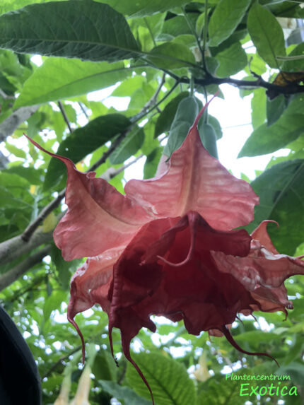 Brugmansia Thea’s Liebling – Image 2