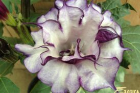 Datura Double Purple