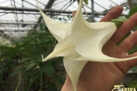 Brugmansia Versicolor Weiz