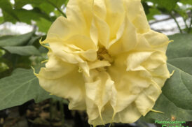 Datura Double Jaune ‘Ballerina’