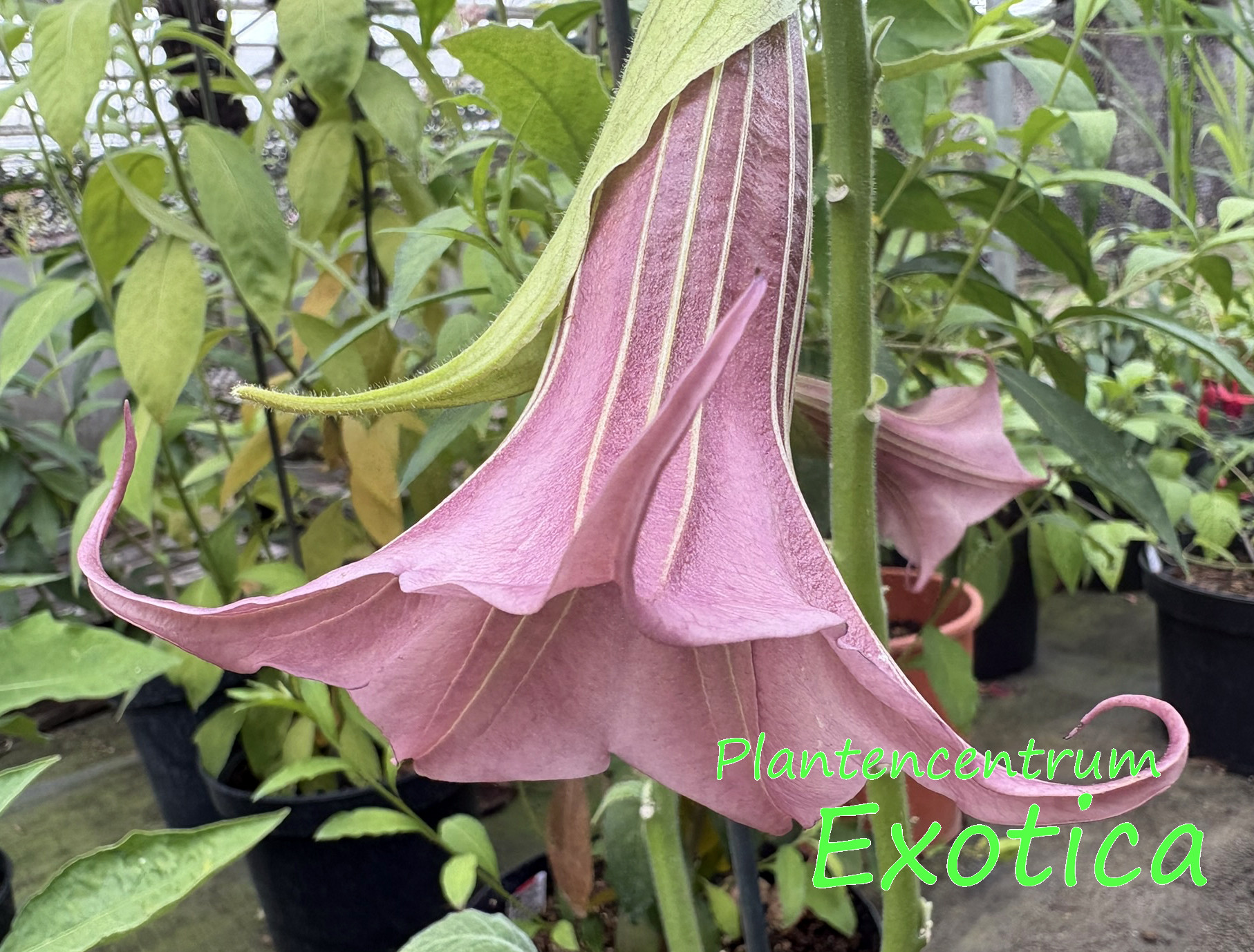 Brugmansia xRubella Pride ou Colorexplosion – Image 2