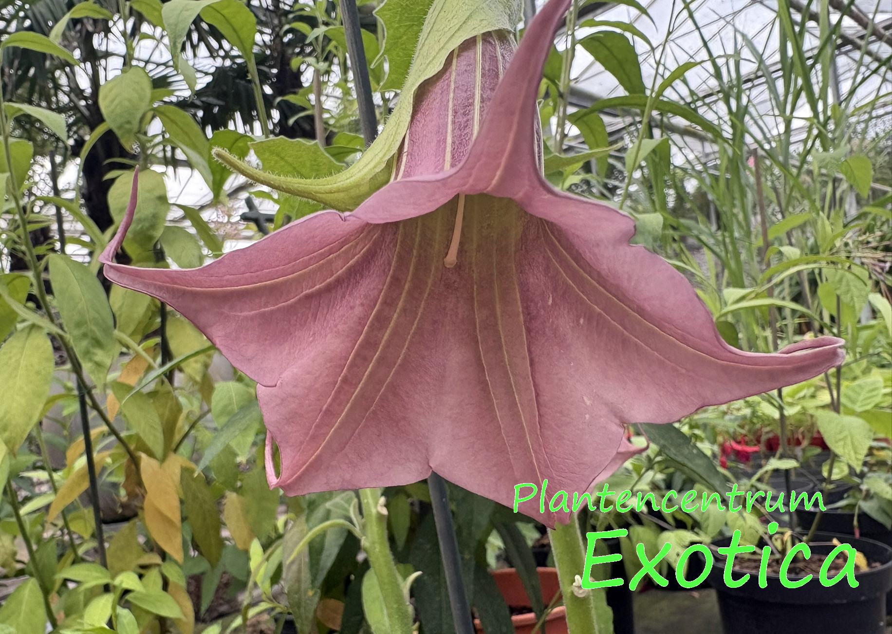 Brugmansia xRubella Pride ou Colorexplosion – Image 3