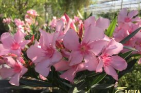 Nerium Oleander (Glas 15) in Sorten