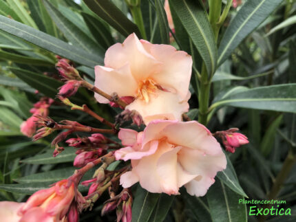 Nerium Oleander (Jar26) in Sorten – Bild 3