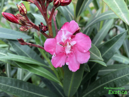 Nerium Oleander (Jar26) in Sorten – Bild 5