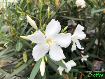 Nerium Oleander (Jar26) in Sorten – Bild 7