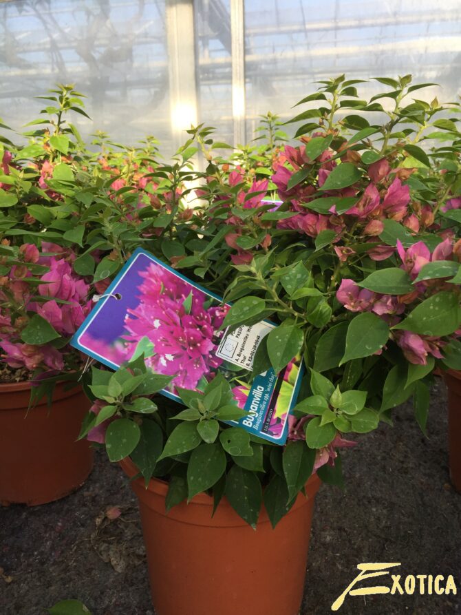 Bougainvillea Mini Thai – Plantencentrum Exotica