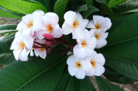 Plumeria Rubra JJ Mini Blanc