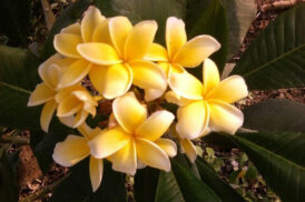 Plumeria Rubra Inca Gold