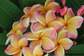 Plumeria Rubra Californie Coucher de soleil