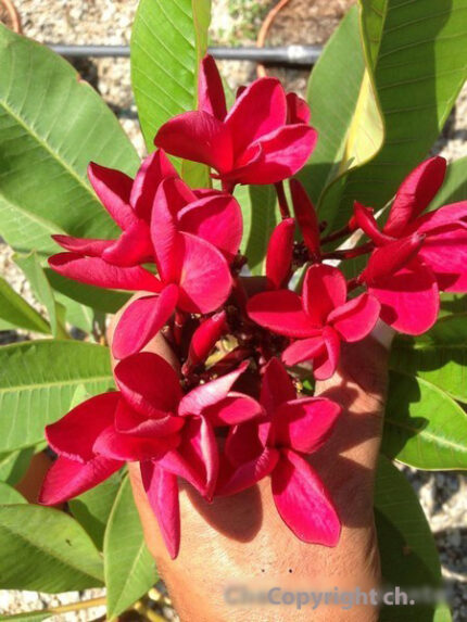 Plumeria rubra Rouge Jack