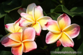 Plumeria Rubra Jackie