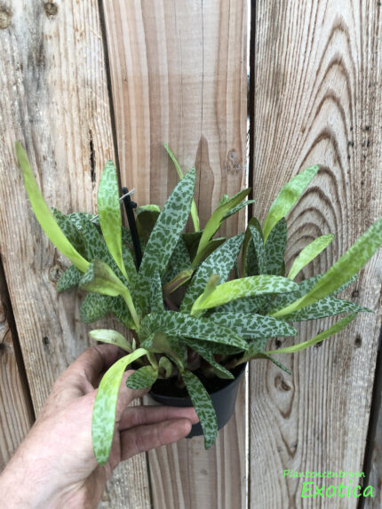 Ledebouria socialis – Image 3