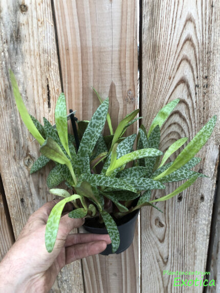 Ledebouria socialis – Image 2