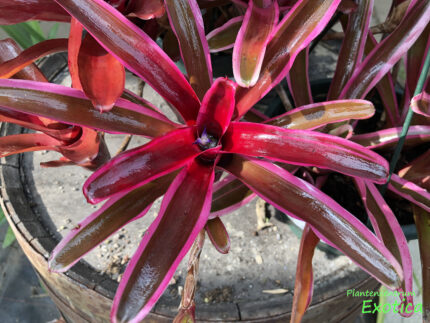 Neoregelia 'Donger' – Image 2