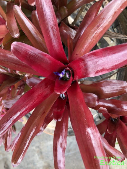 Neoregelia 'Firebird' – Image 3