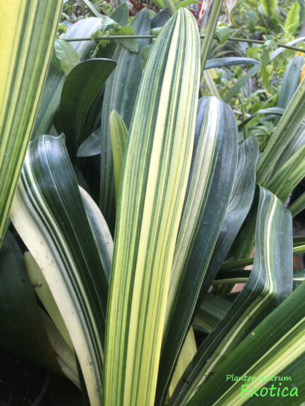 Clivia Miniata Variegata