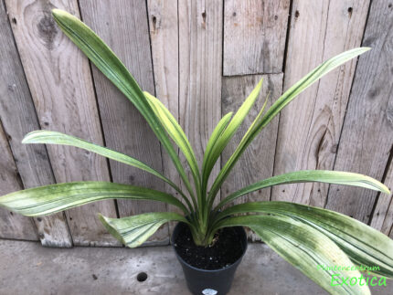 Clivia Miniata Variegata – Image 2
