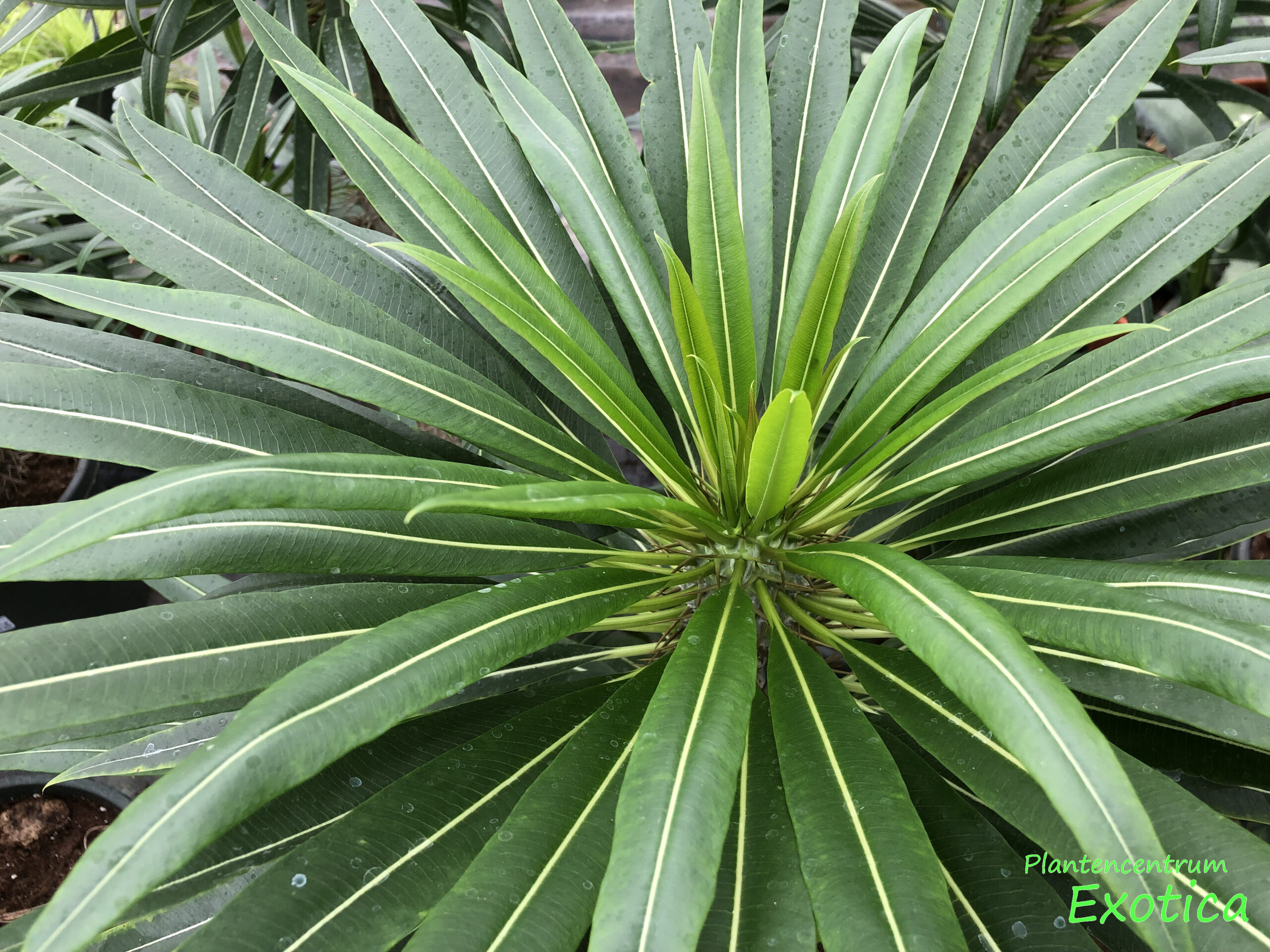 Pachypodium Lamerei – Madagaskar Palm