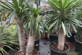 Pachypodium Lamerei – Madagaskar Palm