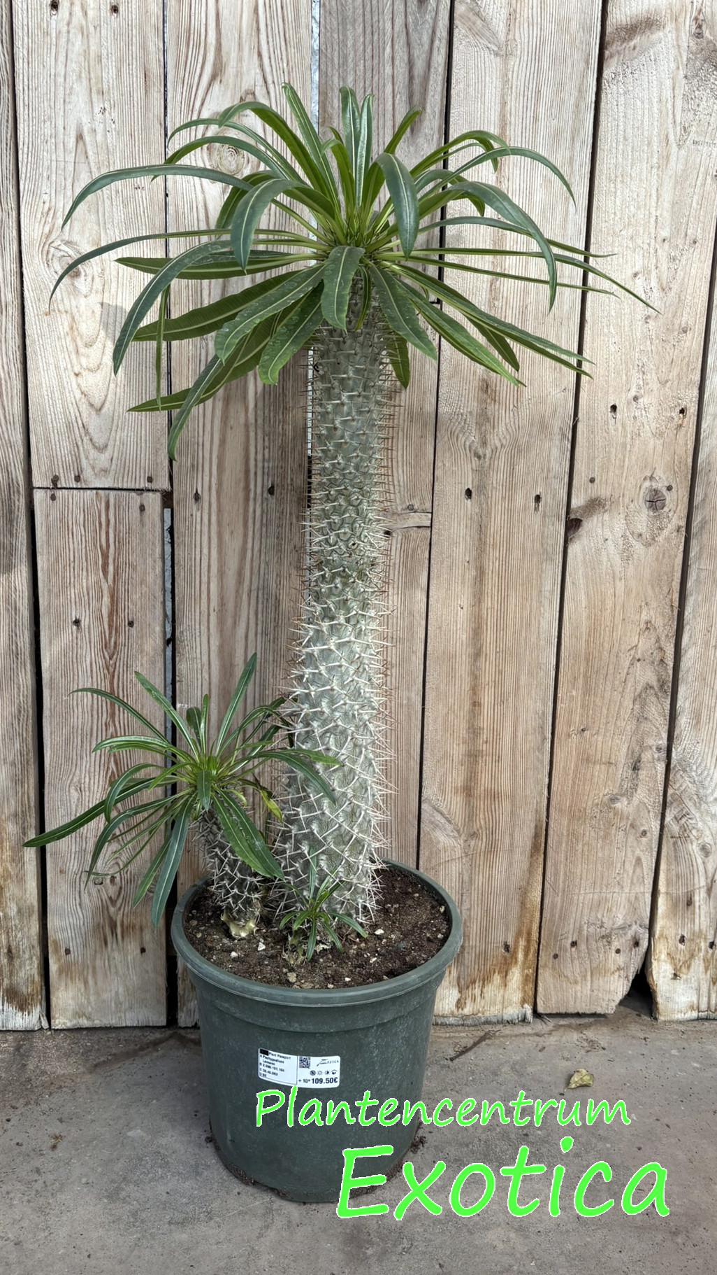 Pachypodium Lamerei - Madagascar Palm - Image 6