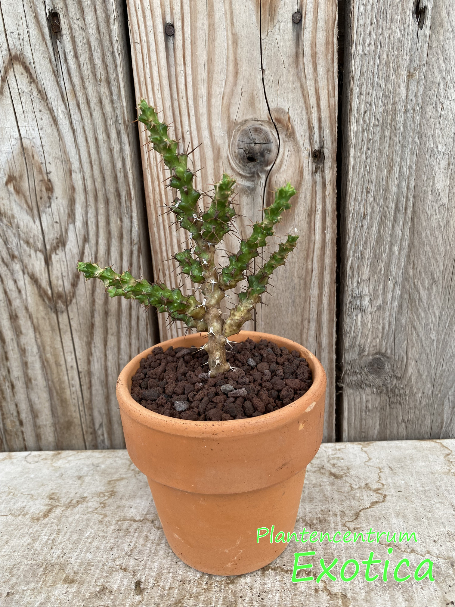 Euphorbia lenewtonii