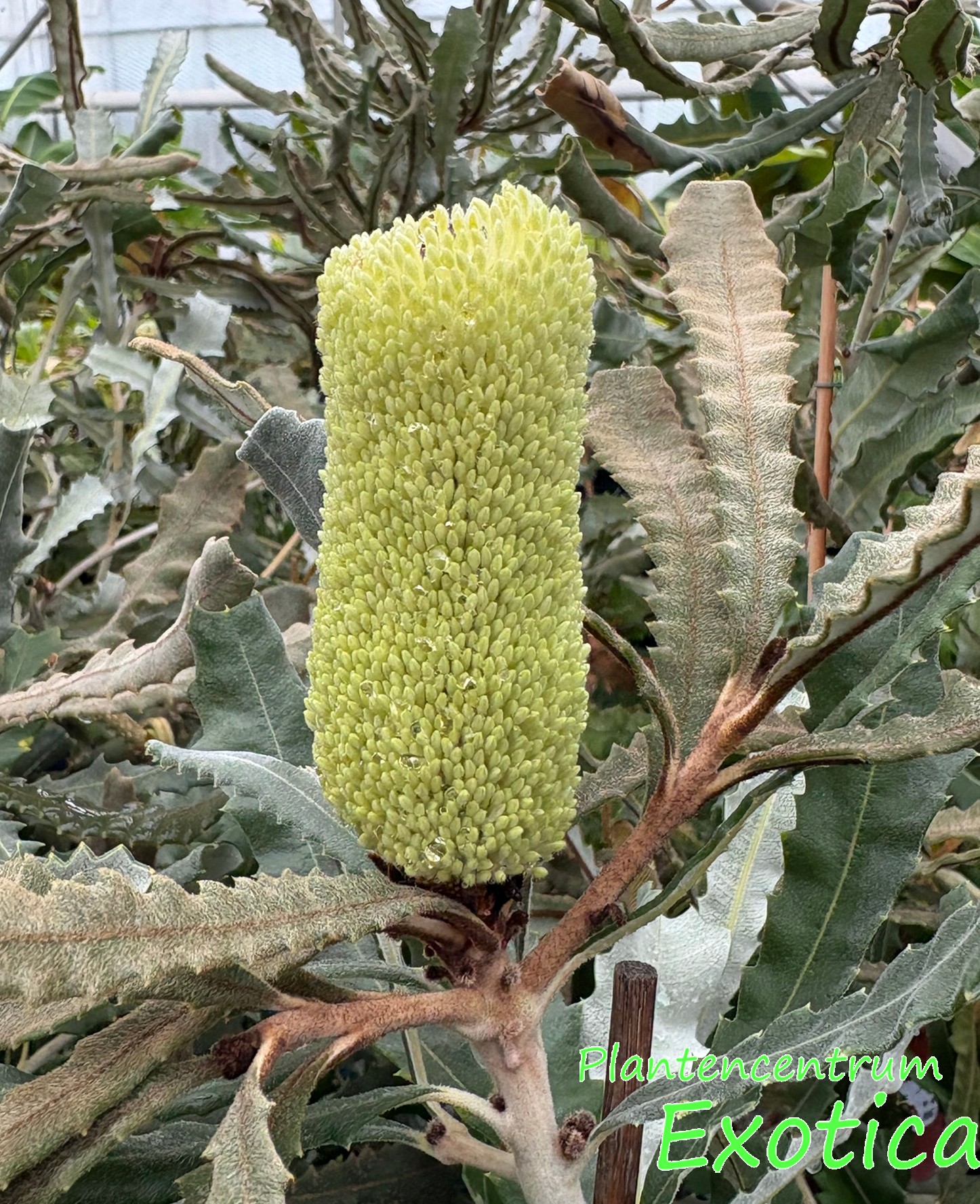 Banksia Pilostylis