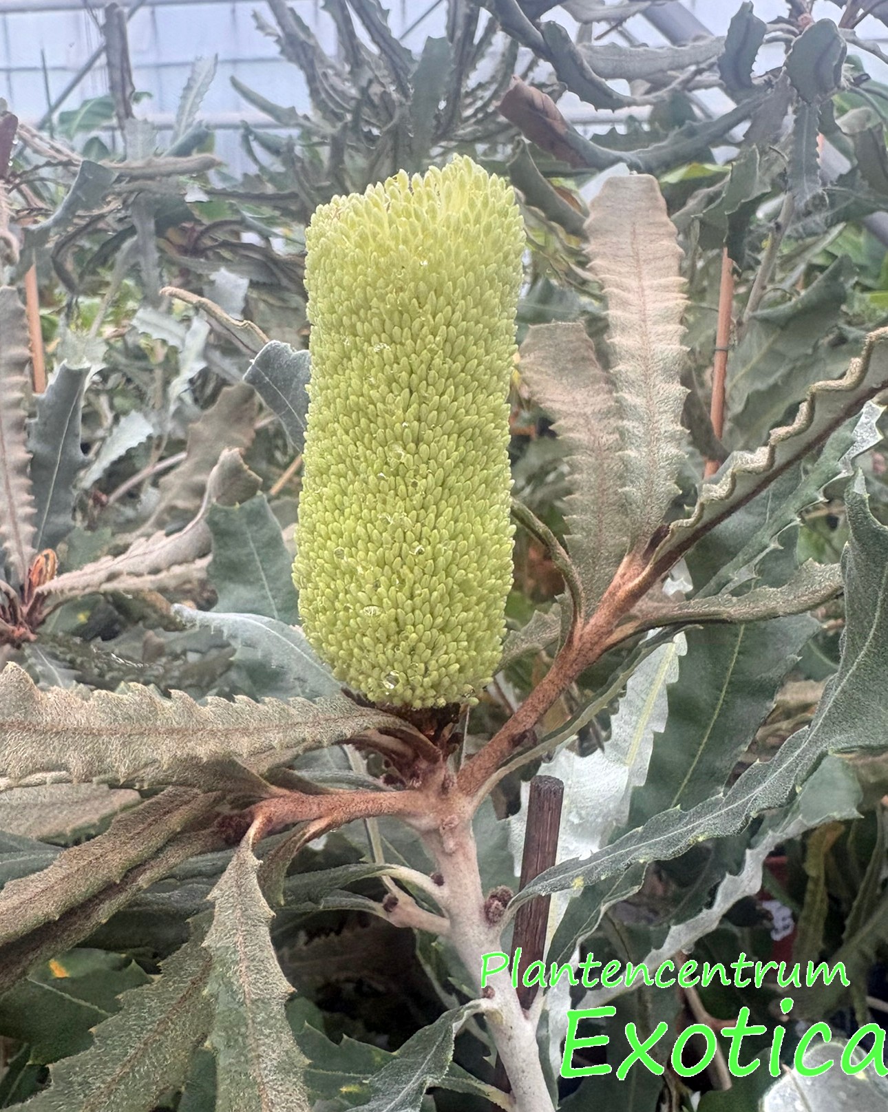 Banksia Pilostylis - Afbeelding 3